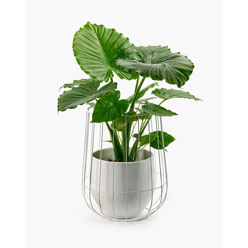 Vaso In Gabbia