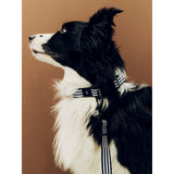 Guinzaglio Piatto per Cani M/L