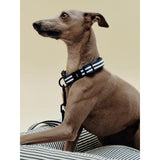 Collare Piatto per Cani M/L