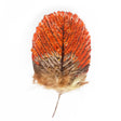 Fermaglio Orange Parrot